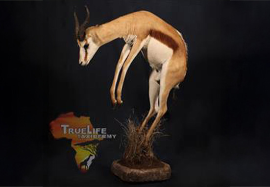 TrueLife Taxidermy